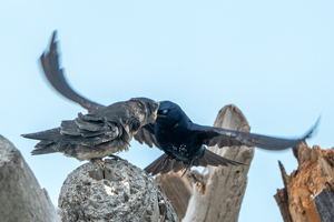 Purple Martin